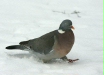 Woodpigeon