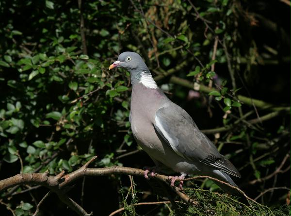 Woodpigeon <i>Columba palumbus</i>