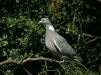 Woodpigeon