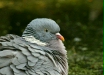 Woodpigeon