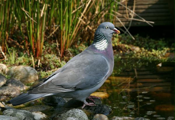 Woodpigeon <i>Columba palumbus</i>