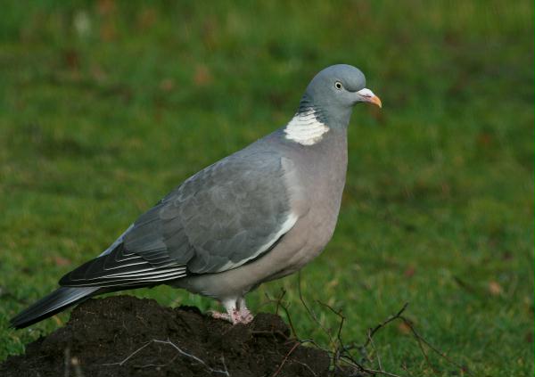 Woodpigeon <i>Columba palumbus</i>