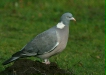 Woodpigeon