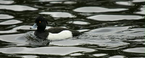 Tufted Duck <i>Aythya fuligula</i>