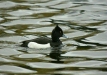 Tufted Duck