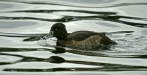 Tufted Duck