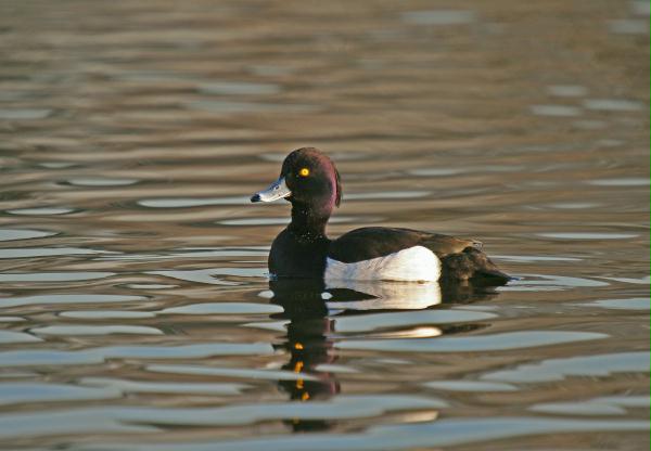 Tufted Duck <i>Aythya fuligula</i>