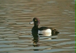 Tufted Duck