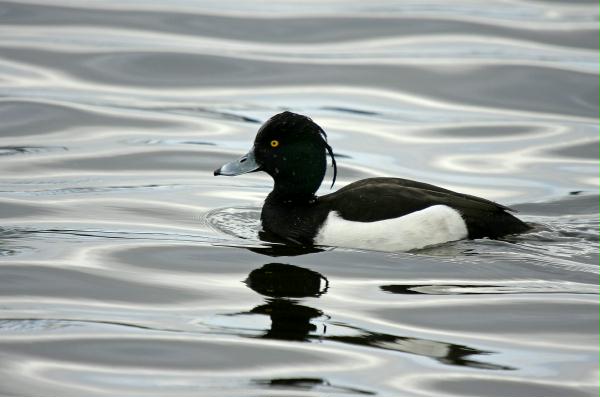 Tufted Duck <i>Aythya fuligula</i>