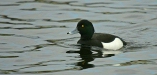 Tufted Duck
