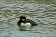 Tufted Duck