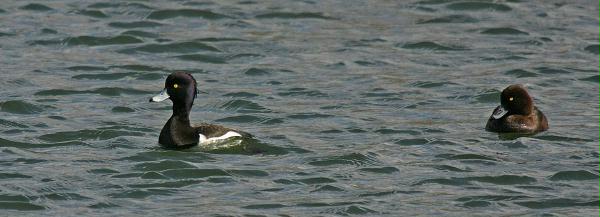 Tufted Duck <i>Aythya fuligula</i>