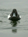 Tufted Duck