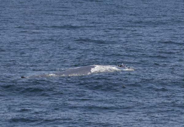 Blue Whale <i>Balaenoptera musculus</i>
