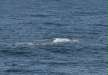 Blue Whale <i>Balaenoptera musculus</i>