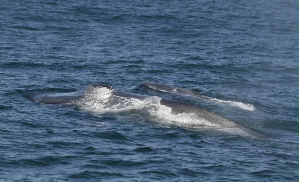 Blue Whale <i>Balaenoptera musculus</i>