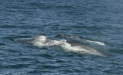 Blue Whale <i>Balaenoptera musculus</i>