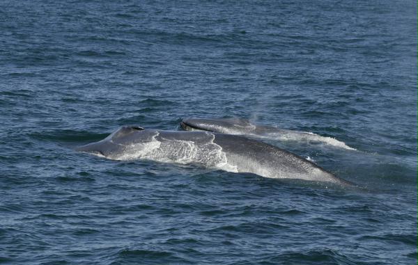 Blue Whale <i>Balaenoptera musculus</i>