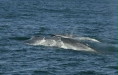 Blue Whale <i>Balaenoptera musculus</i>