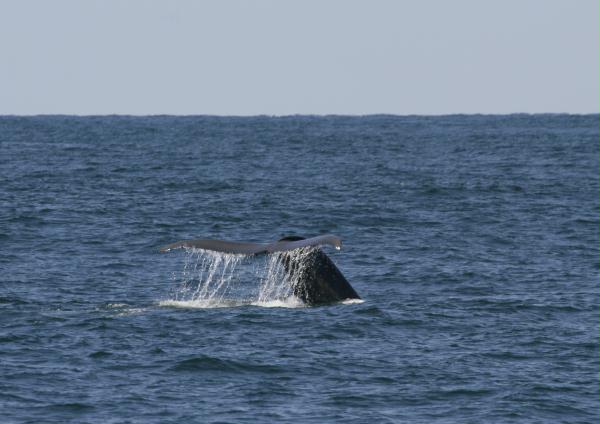 Blue Whale <i>Balaenoptera musculus</i>