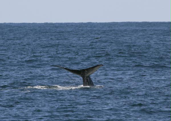 Blue Whale <i>Balaenoptera musculus</i>