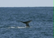 Blue Whale <i>Balaenoptera musculus</i>