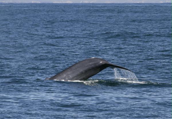 Blue Whale <i>Balaenoptera musculus</i>
