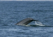 Blue Whale <i>Balaenoptera musculus</i>