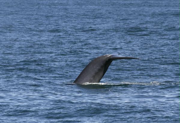 Blue Whale <i>Balaenoptera musculus</i>
