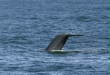 Blue Whale <i>Balaenoptera musculus</i>