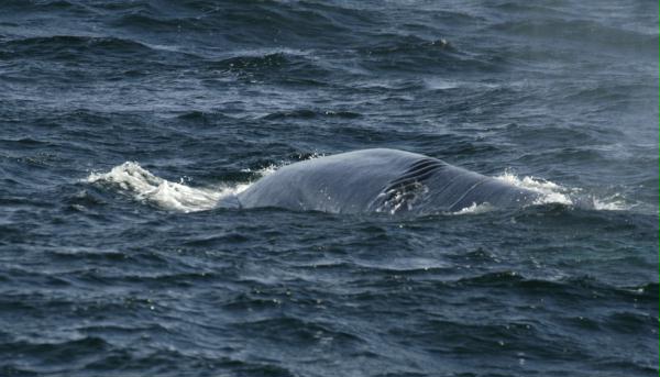 Blue Whale <i>Balaenoptera musculus</i>