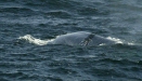 Blue Whale <i>Balaenoptera musculus</i>