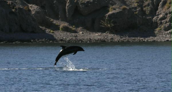 Common Bottlenose Dolphin <i>Tursiops truncatus</i>