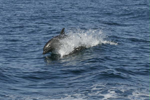 Common Bottlenose Dolphin <i>Tursiops truncatus</i>