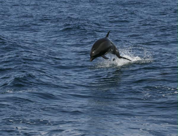 Common Bottlenose Dolphin <i>Tursiops truncatus</i>