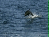 Common Bottlenose Dolphin <i>Tursiops truncatus</i>