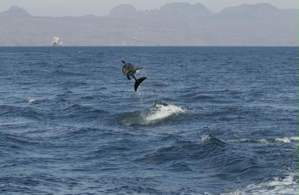 Common Bottlenose Dolphin <i>Tursiops truncatus</i>
