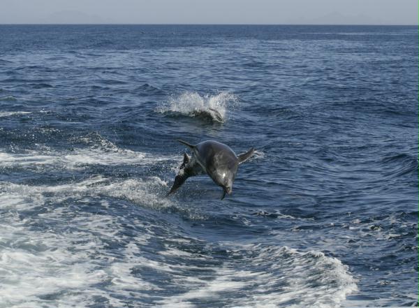 Common Bottlenose Dolphin <i>Tursiops truncatus</i>