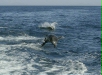 Common Bottlenose Dolphin <i>Tursiops truncatus</i>