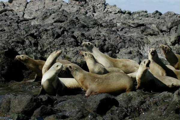 California Sea Lion <i>Zalophus californianus</i>