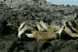 California Sea Lion