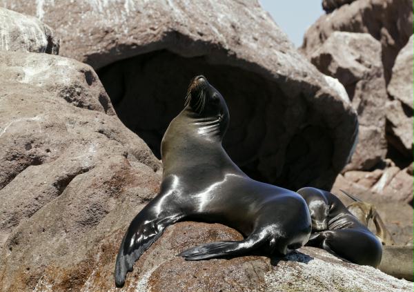 California Sea Lion <i>Zalophus californianus</i>