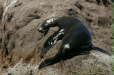 California Sea Lion