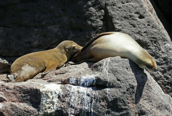 California Sea Lion <i>Zalophus californianus</i>