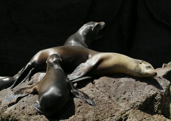 California Sea Lion <i>Zalophus californianus</i>