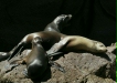 California Sea Lion