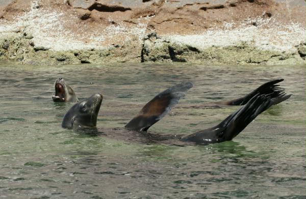 California Sea Lion <i>Zalophus californianus</i>