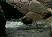 California Sea Lion