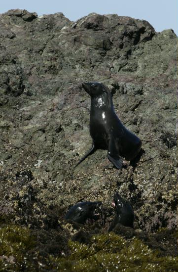 California Sea Lion <i>Zalophus californianus</i>