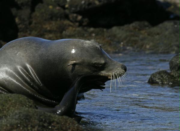 California Sea Lion <i>Zalophus californianus</i>